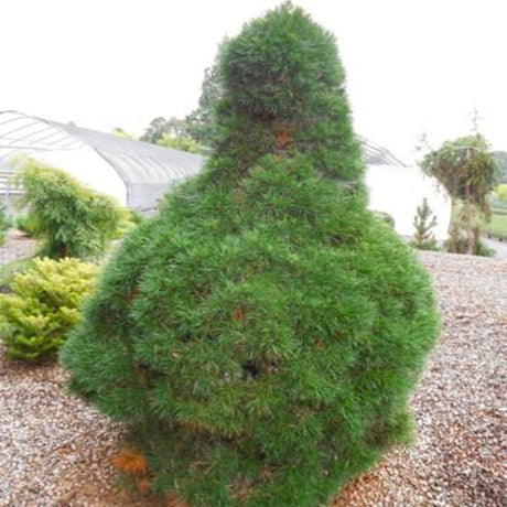 Green Penguin Dwarf Scotch Pine - Nature Hills Nursery - #5 Container - 