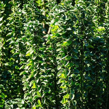 Green Spire Euonymus - Nature Hills Nursery - #5 Container - 