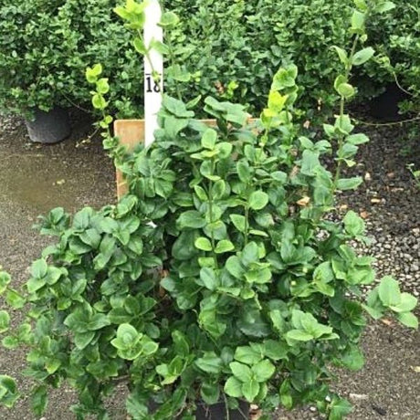 Greenlane&trade; Wintercreeper Euonymus - Nature Hills Nursery - #2 Container - 