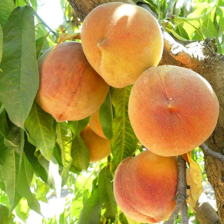 Hale Haven Peach Tree - Nature Hills Nursery - Paper Pot 4 - 5 Feet - 