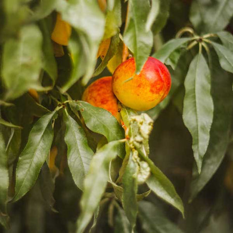 Hardired Nectarine Tree - Nature Hills Nursery - #3 Container 3 - 4 Feet - 