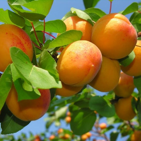 Harglow Apricot Tree - Nature Hills Nursery - Paper Pot 4 - 5 Feet - 