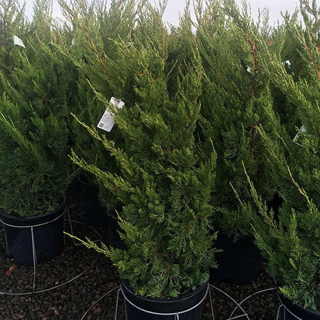 Hollywood Juniper Bush - Nature Hills Nursery - #5 Container - 