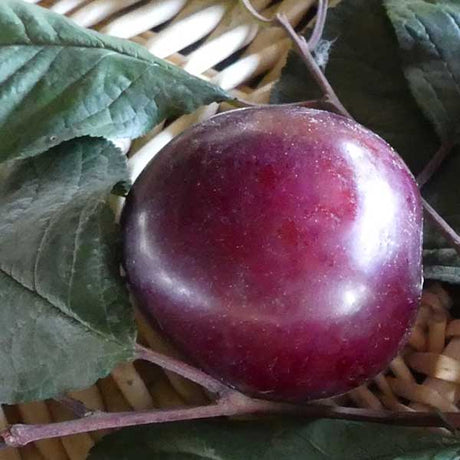 Hollywood Plum Tree - Nature Hills Nursery - #3 Container 2 - 3 Feet - 