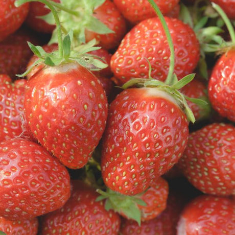 Honeoye June - Bearing Strawberry Plant - Nature Hills Nursery - 25 Pack Bareroot - 