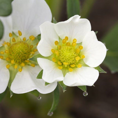 Honeoye June - Bearing Strawberry Plant - Nature Hills Nursery - 25 Pack Bareroot - 
