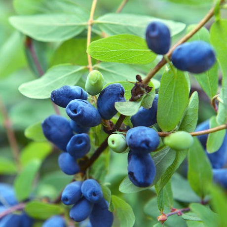Honeybee&trade; Honeyberry Bush - Nature Hills Nursery - #1 Container - 