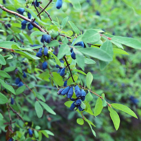 Honeybee&trade; Honeyberry Bush - Nature Hills Nursery - #1 Container - 