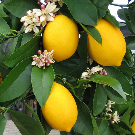 Improved Semi - Dwarf Meyer Lemon Tree - Nature Hills Nursery - #5 Container - 