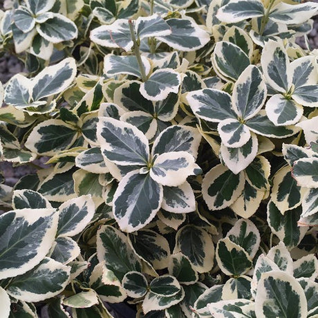 Ivory Jade Wintercreeper Euonymus - Nature Hills Nursery - #1 Container - 