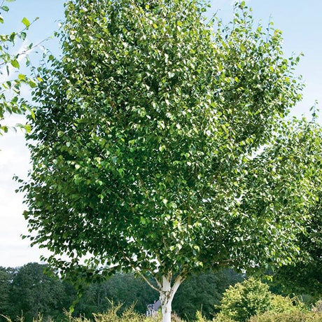Jacquemontii Himalayan Birch Tree - Nature Hills Nursery - #15 Container 7 - 8 Feet - 