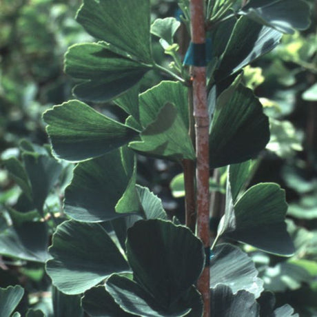 Jade Butterfly Ginkgo - Nature Hills Nursery - #1 Container - 