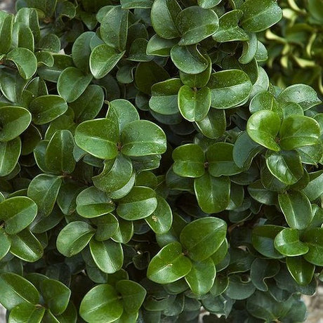 Japanese Curled Leaf Ligustrum - Nature Hills Nursery - #3 Container - 