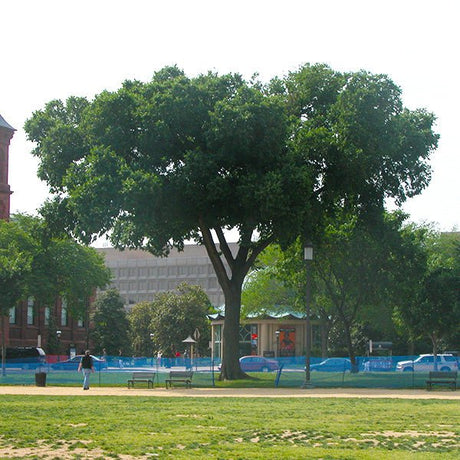 Jefferson American Elm Tree - Nature Hills Nursery - #3 Container 4 - 5 Feet - 