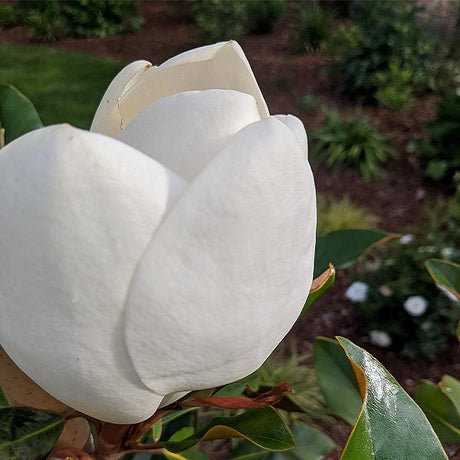 Kay Parris Magnolia Tree - Nature Hills Nursery - #2 Container Tree Form - 