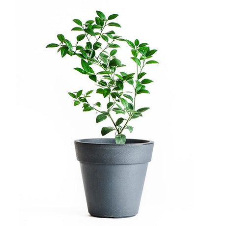 Key Limequat Tree - Nature Hills Nursery - #1 Container 1 - 2 Feet - 