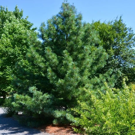 Korean Pine Tree - Nature Hills Nursery - Sprinter Pot - 