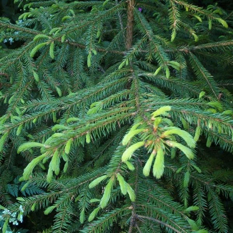 Korean Spruce Tree - Nature Hills Nursery - Sprinter Pot - 
