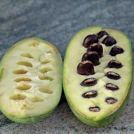 KSU Benson&trade; Pawpaw Tree - Nature Hills Nursery - #3 Container 3 - 4 Feet - 
