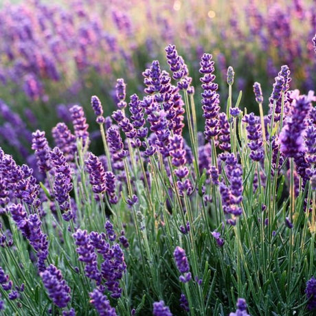 Lavender Plants - Nature Hills Nursery