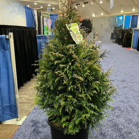 Leprechaun&trade; Arborvitae - Nature Hills Nursery - #3 Container 3 - 4 Feet - 