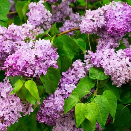Lilac Bushes - Nature Hills Nursery