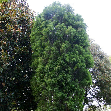 Lindsey's Skyward&trade; Bald Cypress - Nature Hills Nursery - #5 Container 2 - 3 Feet - 