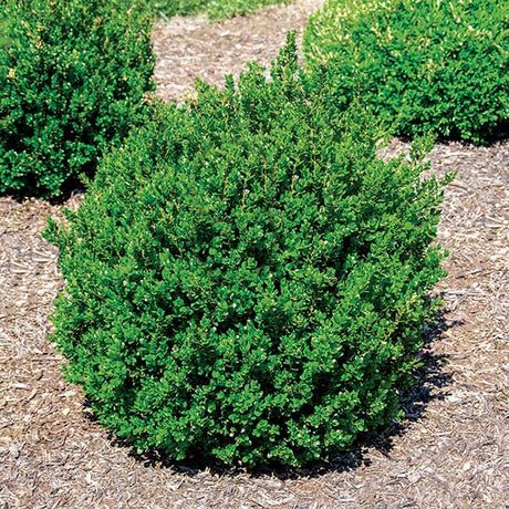 Little Missy Boxwood - Nature Hills Nursery - #3 Container - 