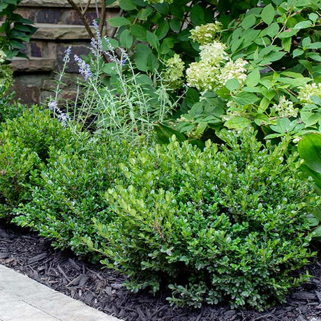 Little Missy Boxwood - Nature Hills Nursery - #3 Container - 