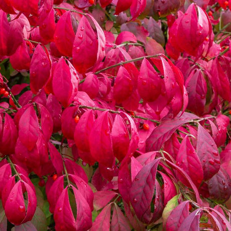 Little Moses&trade; Burning Bush - Nature Hills Nursery - #2 Container - 