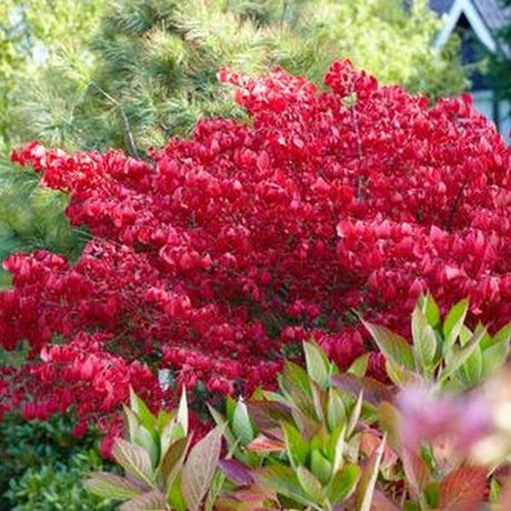 Little Moses&trade; Burning Bush - Nature Hills Nursery - #2 Container - 