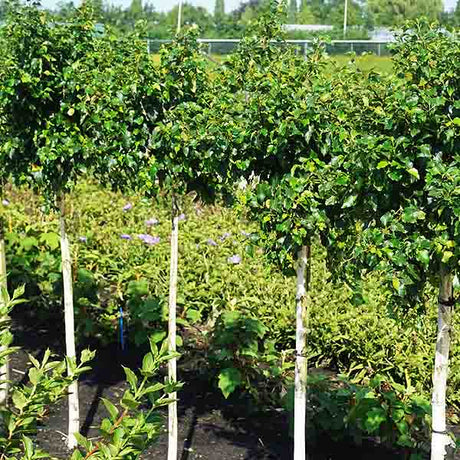 Magical&reg; Globe Birch - Nature Hills Nursery - #7 Container - 