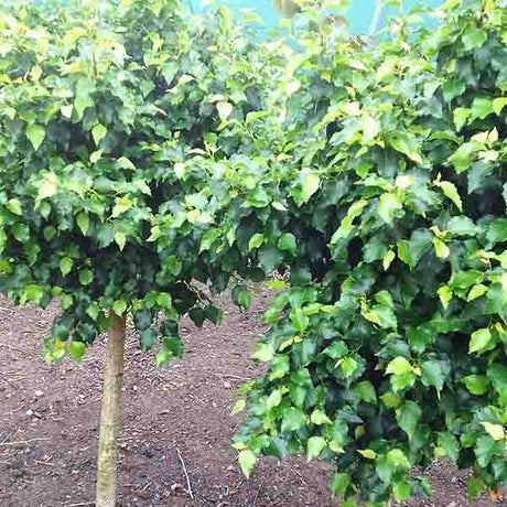 Magical&reg; Globe Birch - Nature Hills Nursery - #7 Container - 