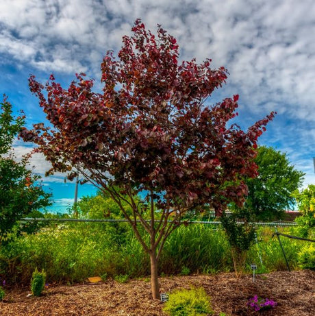 Merlot Redbud Tree - Nature Hills Nursery - 4x4x6 Inch Container - 