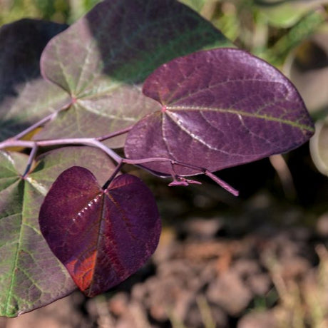Merlot Redbud Tree - Nature Hills Nursery - 4x4x6 Inch Container - 
