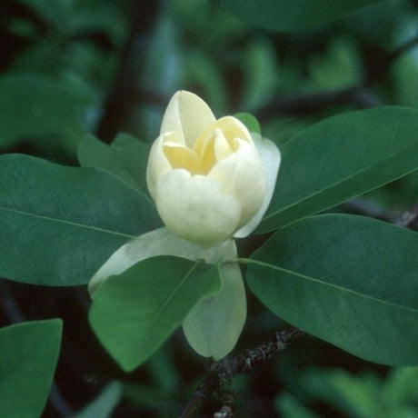 Moonglow&reg; Sweet Bay Magnolia Tree - Nature Hills Nursery - #7 Container 3 - 4 Feet - 
