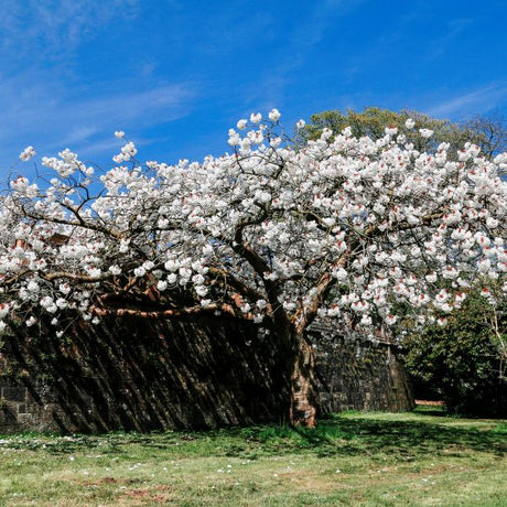 Mount Fuji Japanese Flowering Cherry Tree - Nature Hills Nursery - #3 Container - 