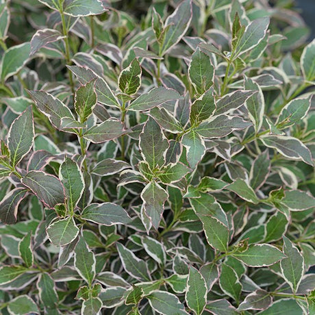 My Monet Purple Effect&reg; Weigela - Nature Hills Nursery - Sprinter Pot - 
