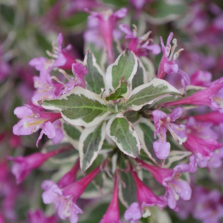 My Monet Purple Effect&reg; Weigela - Nature Hills Nursery - Sprinter Pot - 