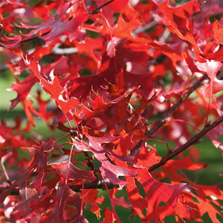 Northern Pin Oak Tree - Nature Hills Nursery - #7 Container 6 - 7 Feet - 