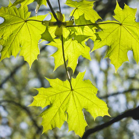 Norway Maple Tree - Nature Hills Nursery - #3 Container 3 - 4 Feet - 