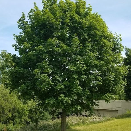 Norway Maple Tree - Nature Hills Nursery - #3 Container 3 - 4 Feet - 