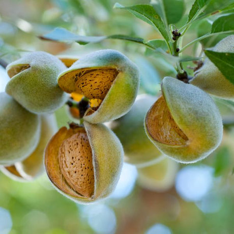 Nut Trees - Nature Hills Nursery