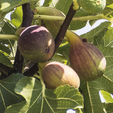 Olympian Fig Tree - Nature Hills Nursery - #2 Container - 