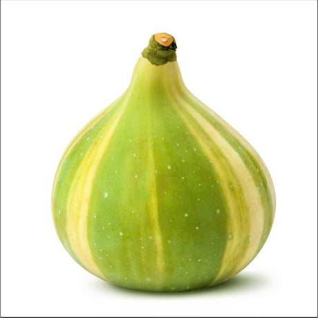 Panache Tiger Fig Tree - Nature Hills Nursery - 5x5x12 Inch Container - 