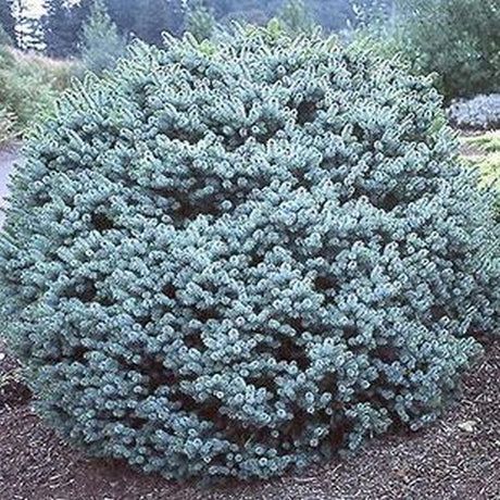 Papoose Sitka Spruce - Nature Hills Nursery - #1 Container - 