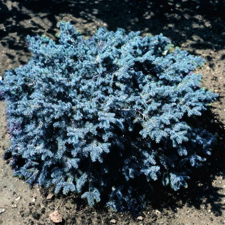 Papoose Sitka Spruce - Nature Hills Nursery - #1 Container - 