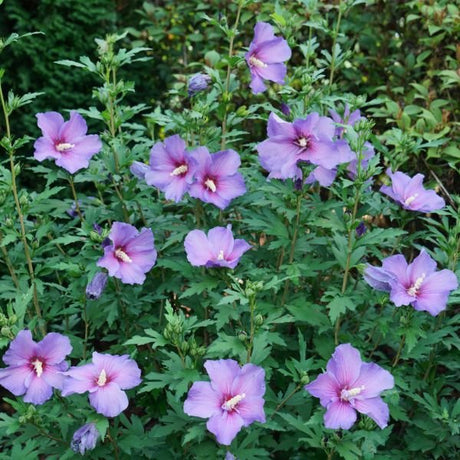 Paraplu Violet&reg; Rose of Sharon - Nature Hills Nursery - #3 Container - 