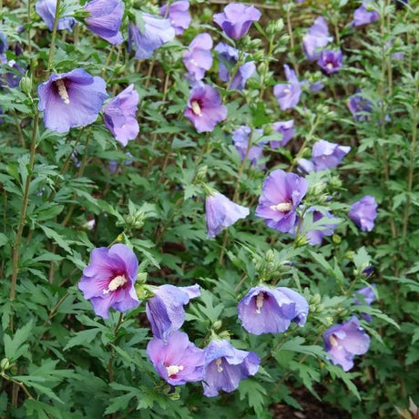 Paraplu Violet&reg; Rose of Sharon - Nature Hills Nursery - #3 Container - 