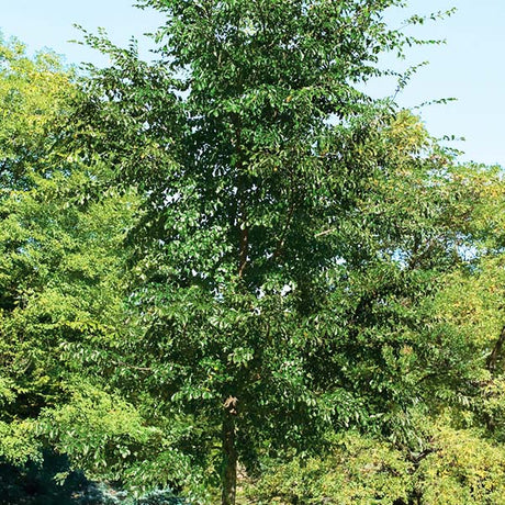 Patriot Elm Tree - Nature Hills Nursery - #15 Container 8 - 10 Feet - 